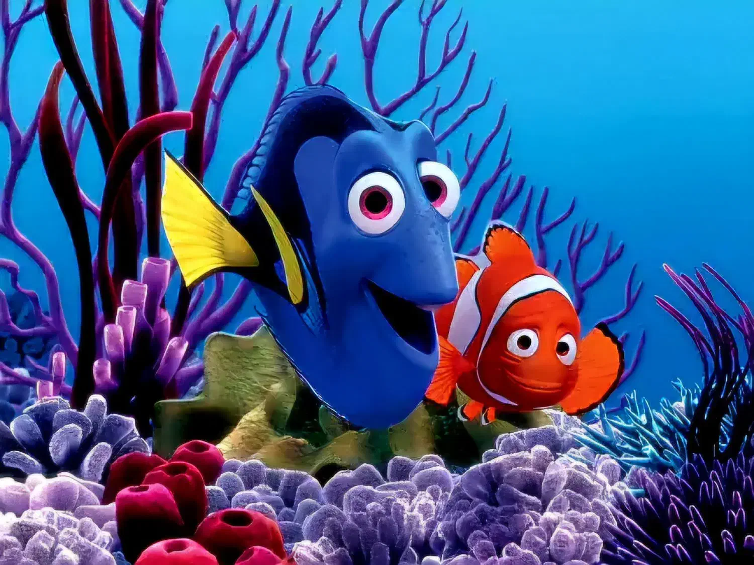 سالن فروش انواع ماهی و آکواریوم|ماهی|پرند, فاز ۵|دیوار