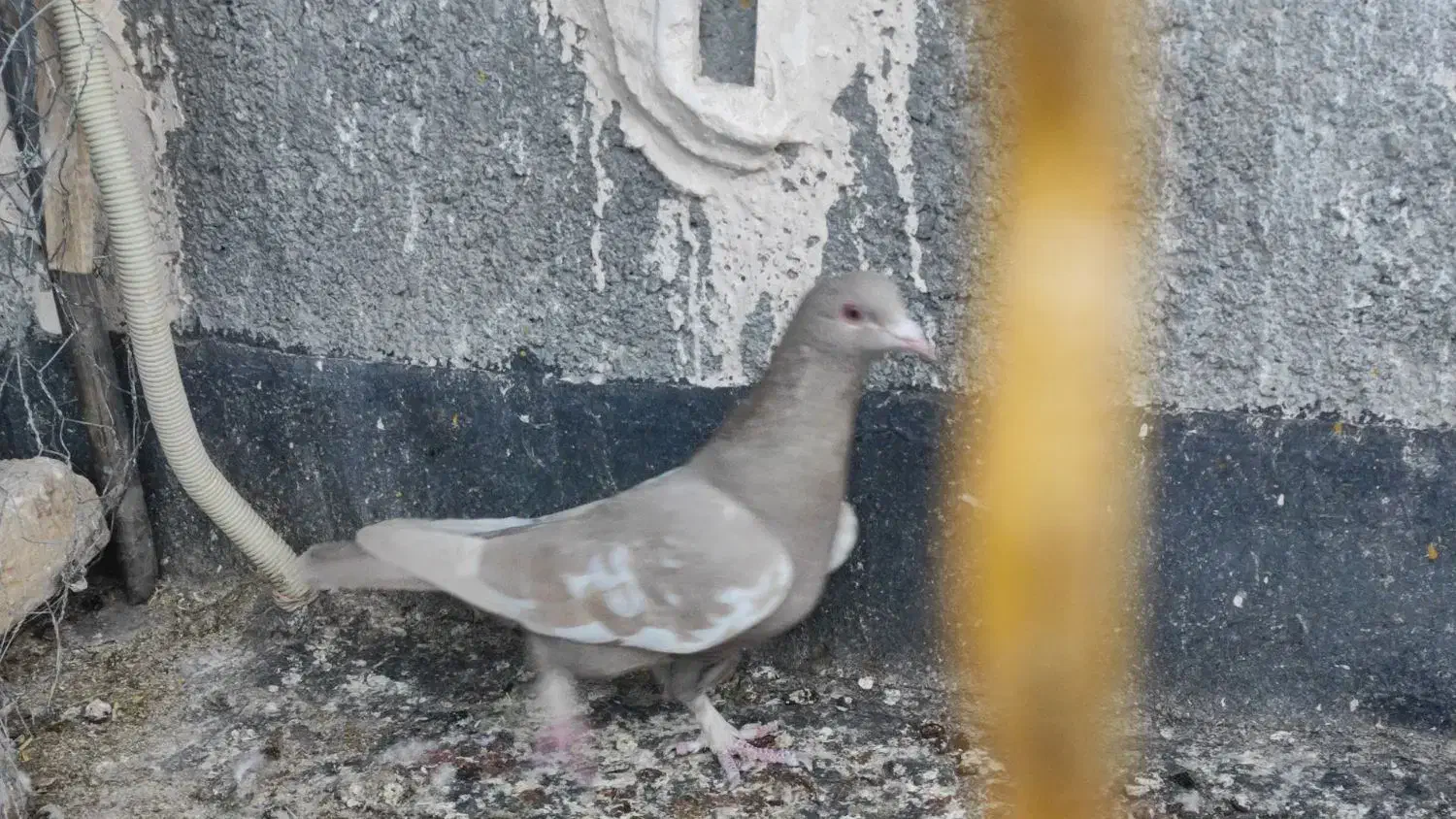 کفتر صید|پرنده|تربت‌حیدریه, میدان مرکزی|دیوار