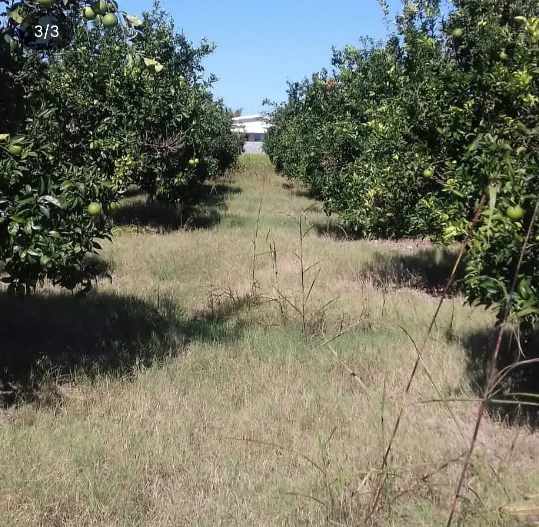 فروش فوری باغ|فروش زمین و ملک کلنگی|هادی شهر, |دیوار