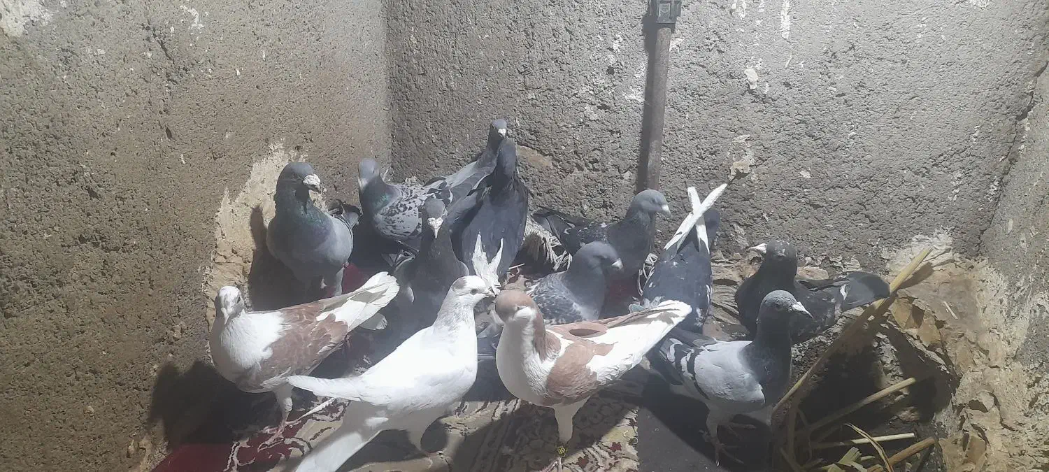 کفتر|پرنده|مشهد, تلگرد|دیوار