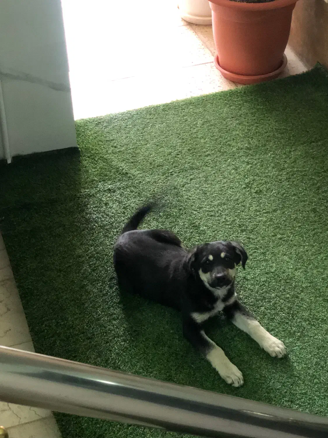 واگذاری سگ|سگ|شاهین‌شهر, نظامی|دیوار