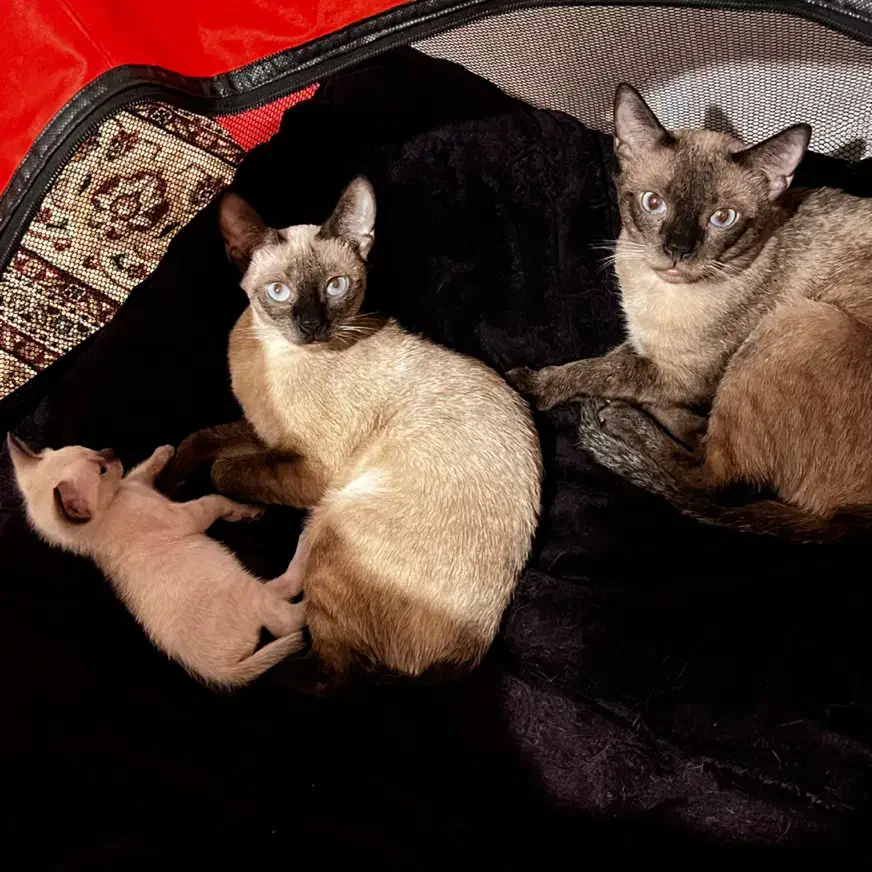 گربه سیامی اصیل|گربه|تبریز, |دیوار