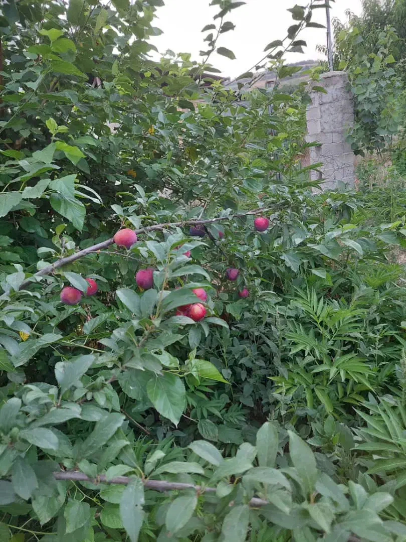 ۲۰۰متر زمین باغی مسکونی|فروش زمین و ملک کلنگی|مینودشت, |دیوار