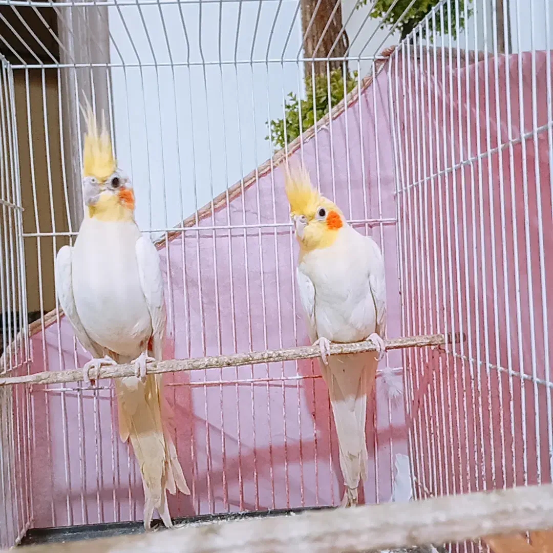 عروس هلندی لوتینو|پرنده|گرگان, |دیوار