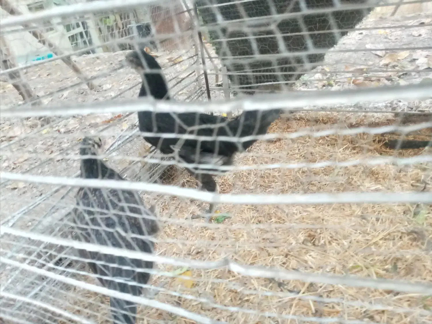 جوجه مرغ محلی|حیوانات مزرعه|فشم, |دیوار