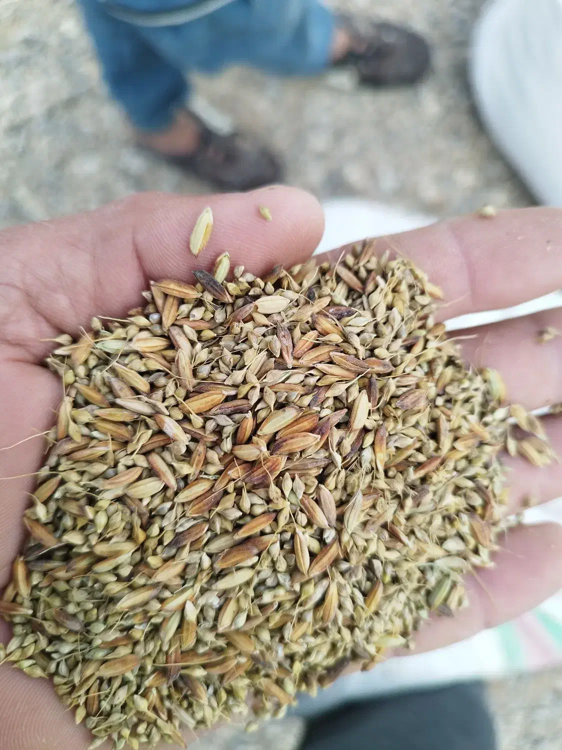 شلتوک با دنان|حیوانات مزرعه|حمیدیه, |دیوار