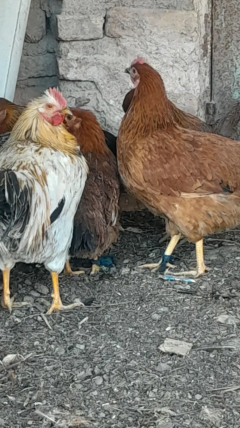 مرغ و خروس و تاخچه|حیوانات مزرعه|نیشابور, ده حلاج|دیوار