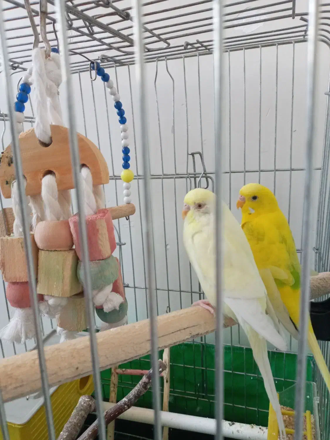 مرغ عشق|پرنده|فردیس, شهرک ۱۱۰|دیوار