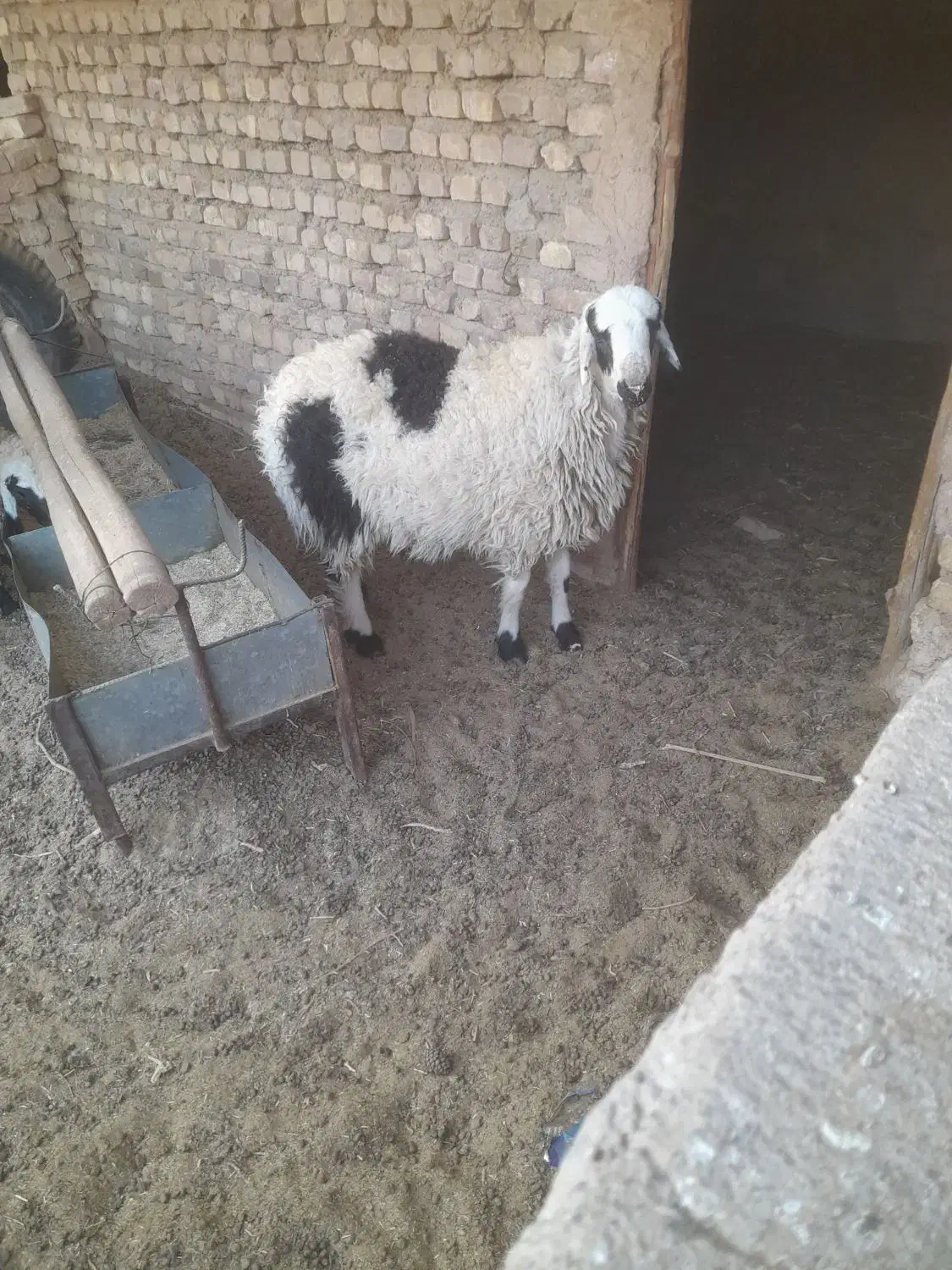 بره ی نر و ماده|حیوانات مزرعه|رفسنجان, |دیوار