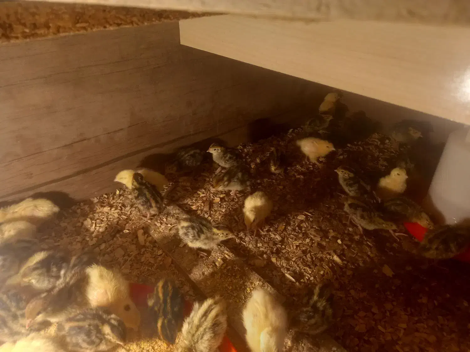 جوجه  بلدرچین|حیوانات مزرعه|تربت‌حیدریه, بالا ولایت|دیوار