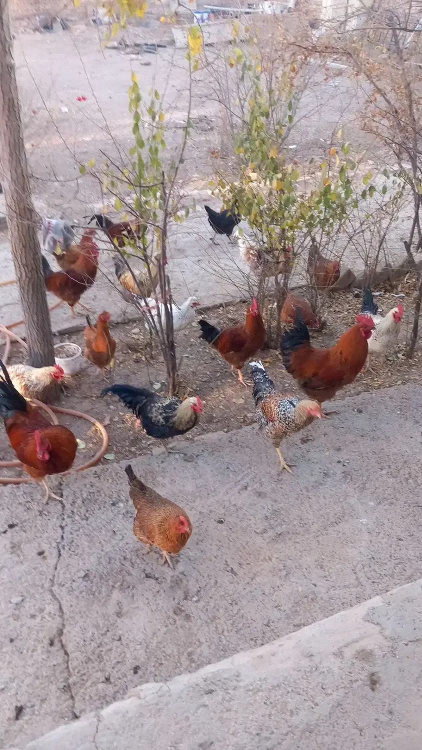 خروس|حیوانات مزرعه|اسفرورین, |دیوار