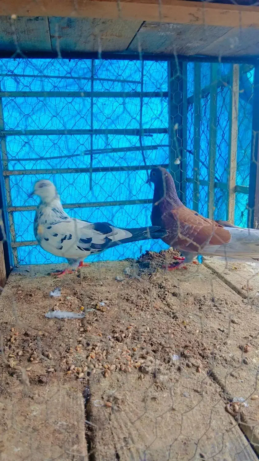 کبوتر پرشی|پرنده|نوشهر, |دیوار