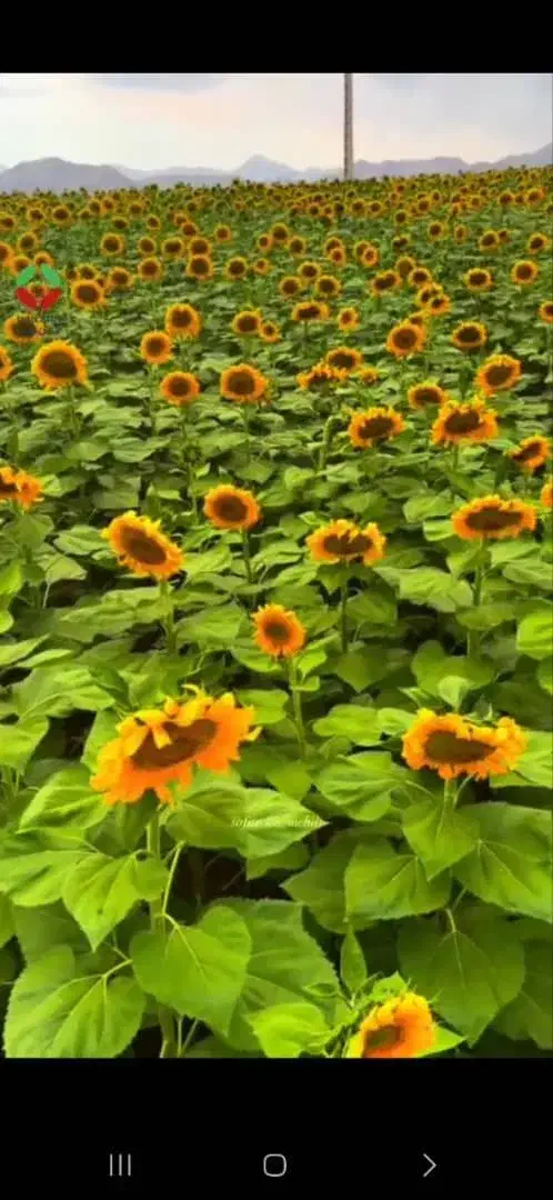 ح و ا له|خودرو سواری و وانت|دزفول, |دیوار