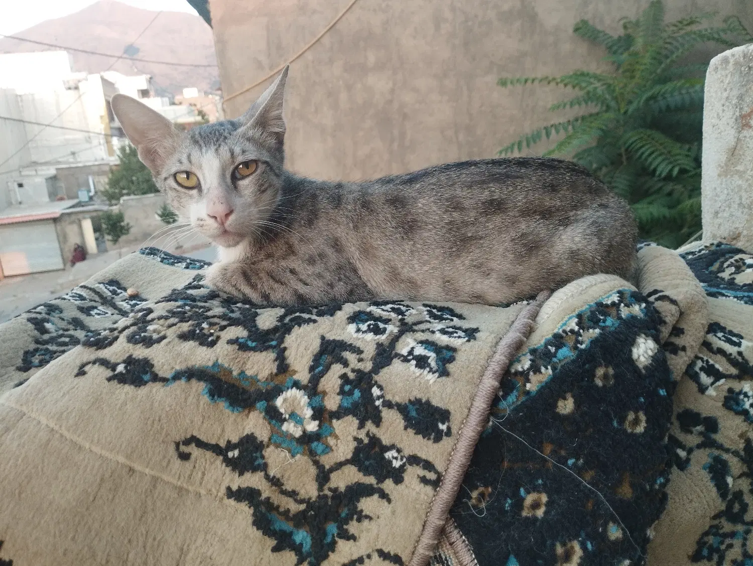 گربه|گربه|بانه, |دیوار