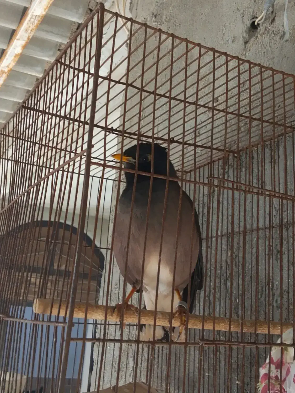 مرغ مینا|پرنده|قشم, |دیوار