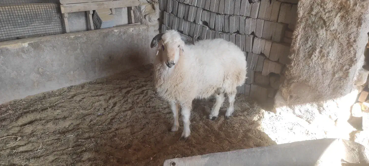 بره نر تخمی دورگ شیرازی از مادری لول مایه|حیوانات مزرعه|انار, |دیوار