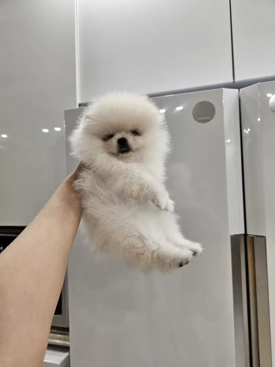 واگذاری سگ ژرمن گلدن پامر|سگ|ساری, |دیوار