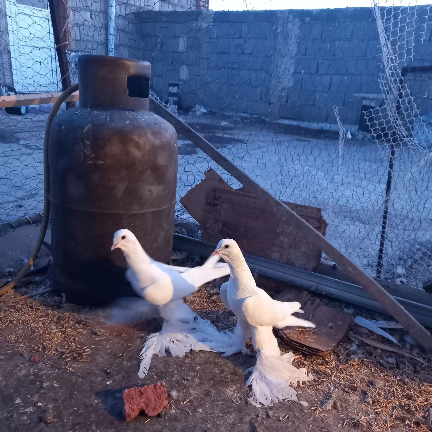 سلام یک جوفت اغ پارپاری|پرنده|تبریز, |دیوار