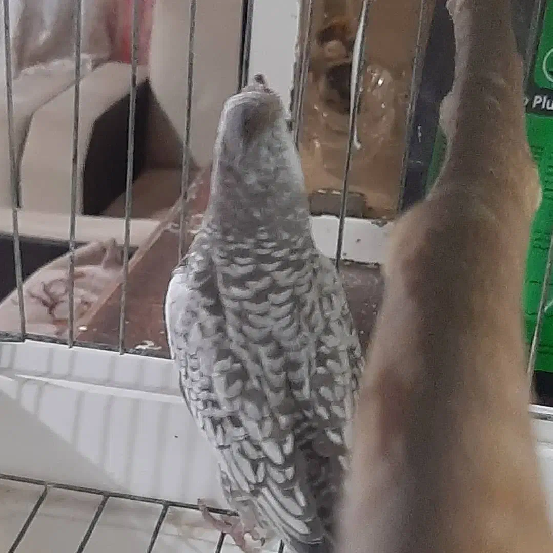 عروس هلندی|پرنده|اندیشه, شهرک مریم|دیوار