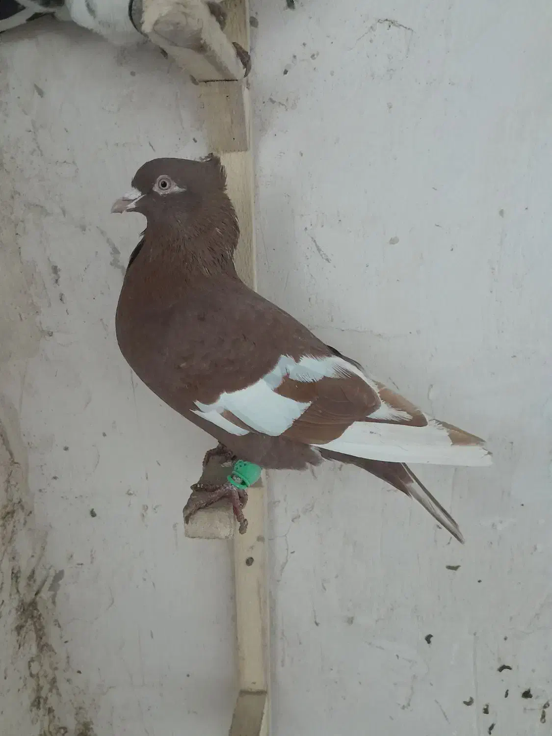 سرخ سرک|پرنده|شیروان (خراسان), |دیوار