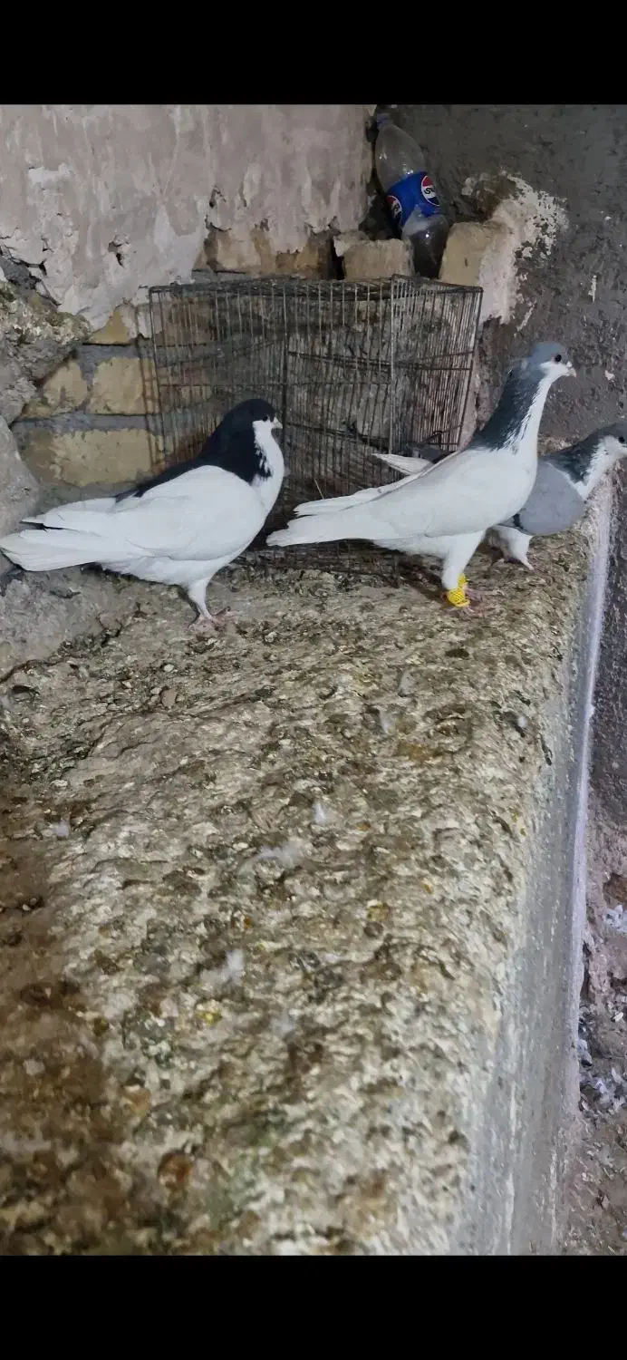 سه عدد کبوتر حراج|پرنده|تاکستان, |دیوار