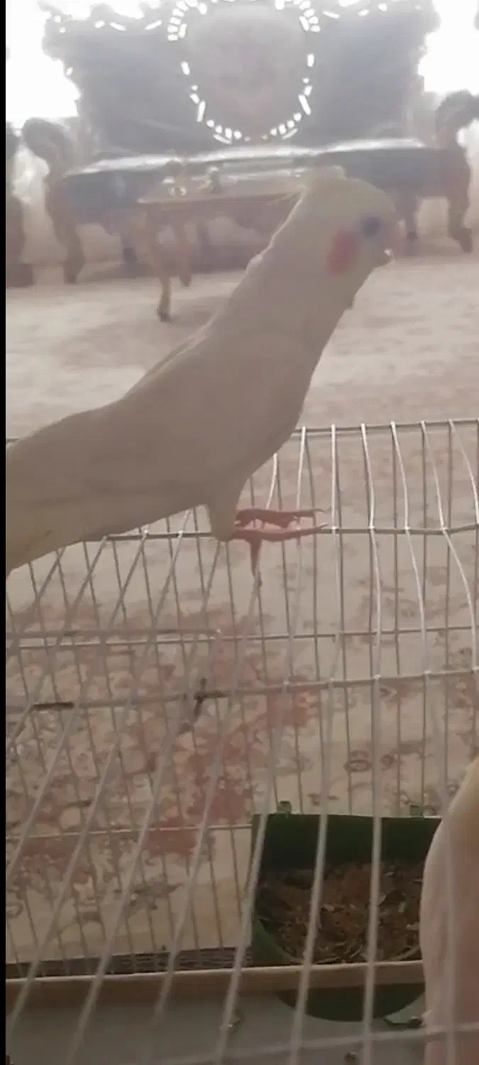 عروس هلندی|پرنده|نیشابور, مازول|دیوار