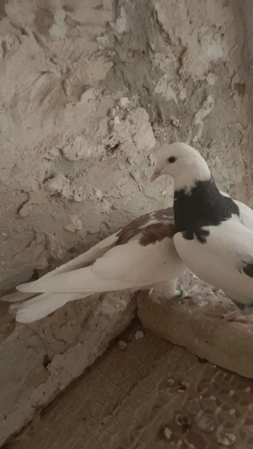 کبوتر طوقی جوجه|پرنده|آیسک, |دیوار