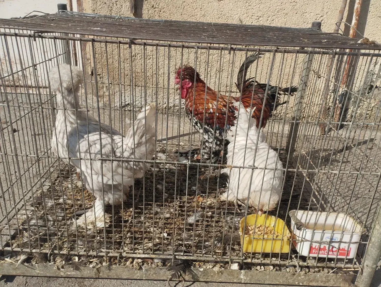 فروش مرغ محلی و تخم مرغ محلی و اردک و تخم اردک|حیوانات مزرعه|نقده, |دیوار