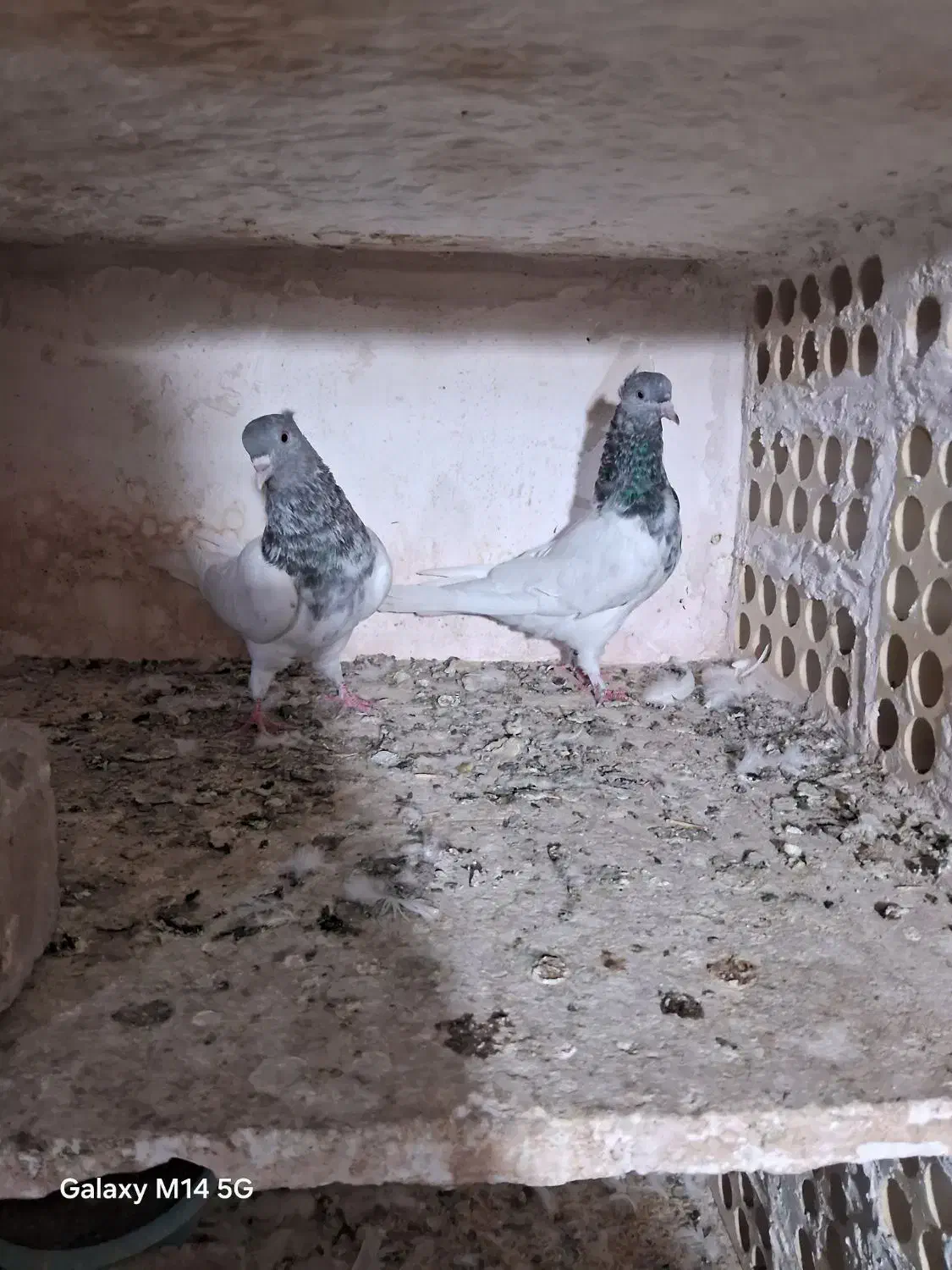 کفتر الماسی|پرنده|قم, چهل درخت‎|دیوار