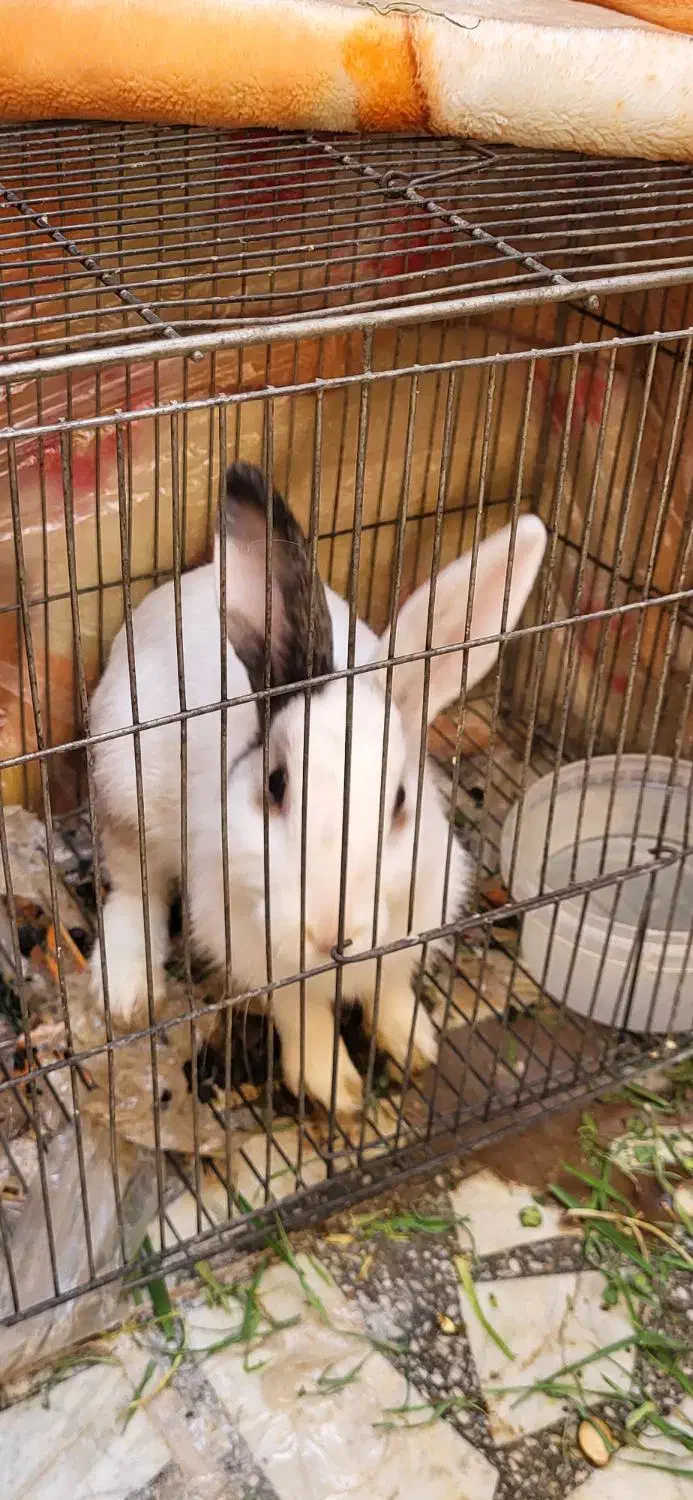 خرگوش|موش و خرگوش|خمینی‌شهر, |دیوار