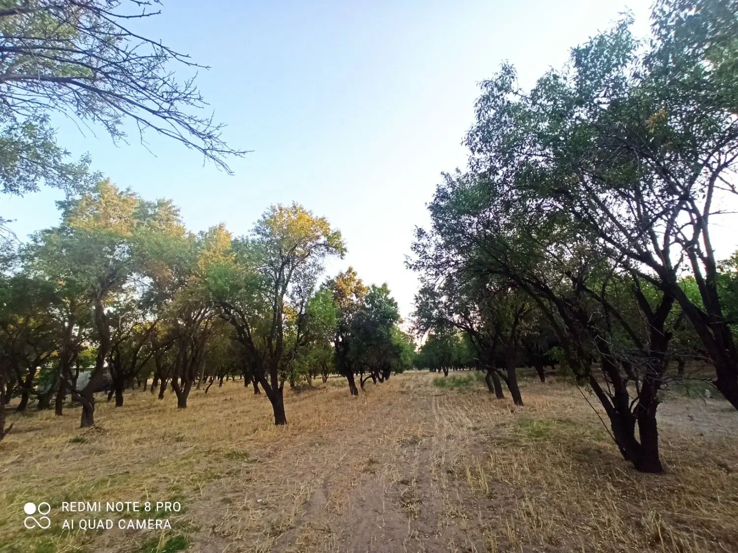 زمین باغ فروشی|فروش دفتر صنعتی، کشاورزی، تجاری|پاریز, |دیوار