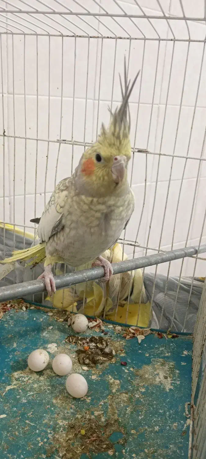 عروس هلندی|پرنده|سبزوار, جوادیه غربی|دیوار