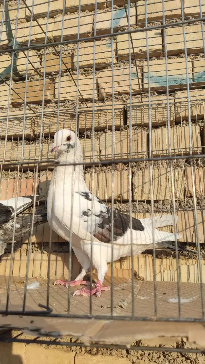 کبوتر دورگ|پرنده|کارون, |دیوار