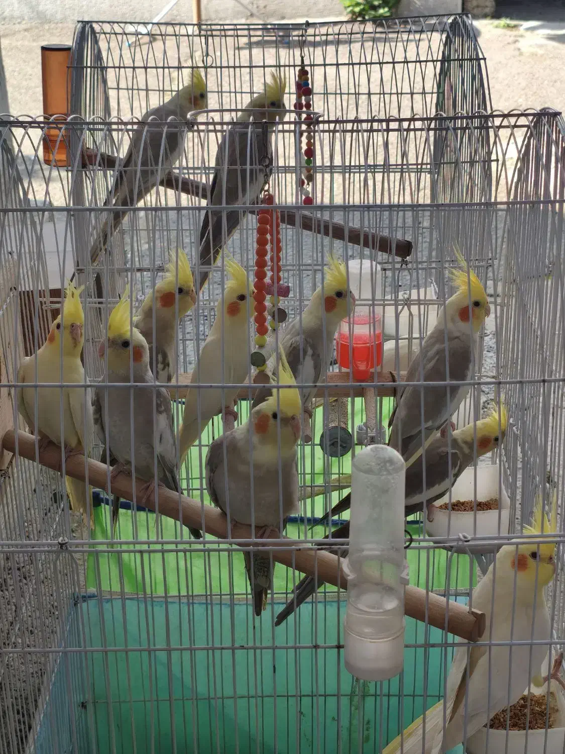 عروس هلندی نر و ماده|پرنده|لاهیجان, گلستان|دیوار