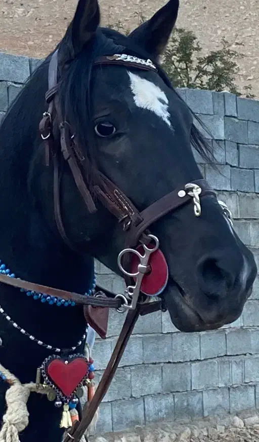 اسب نریان|اسب و تجهیزات اسبسواری|کرمانشاه, |دیوار