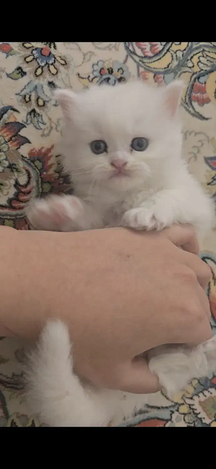 گربه سفید|گربه|مشهد, کلاهدوز|دیوار