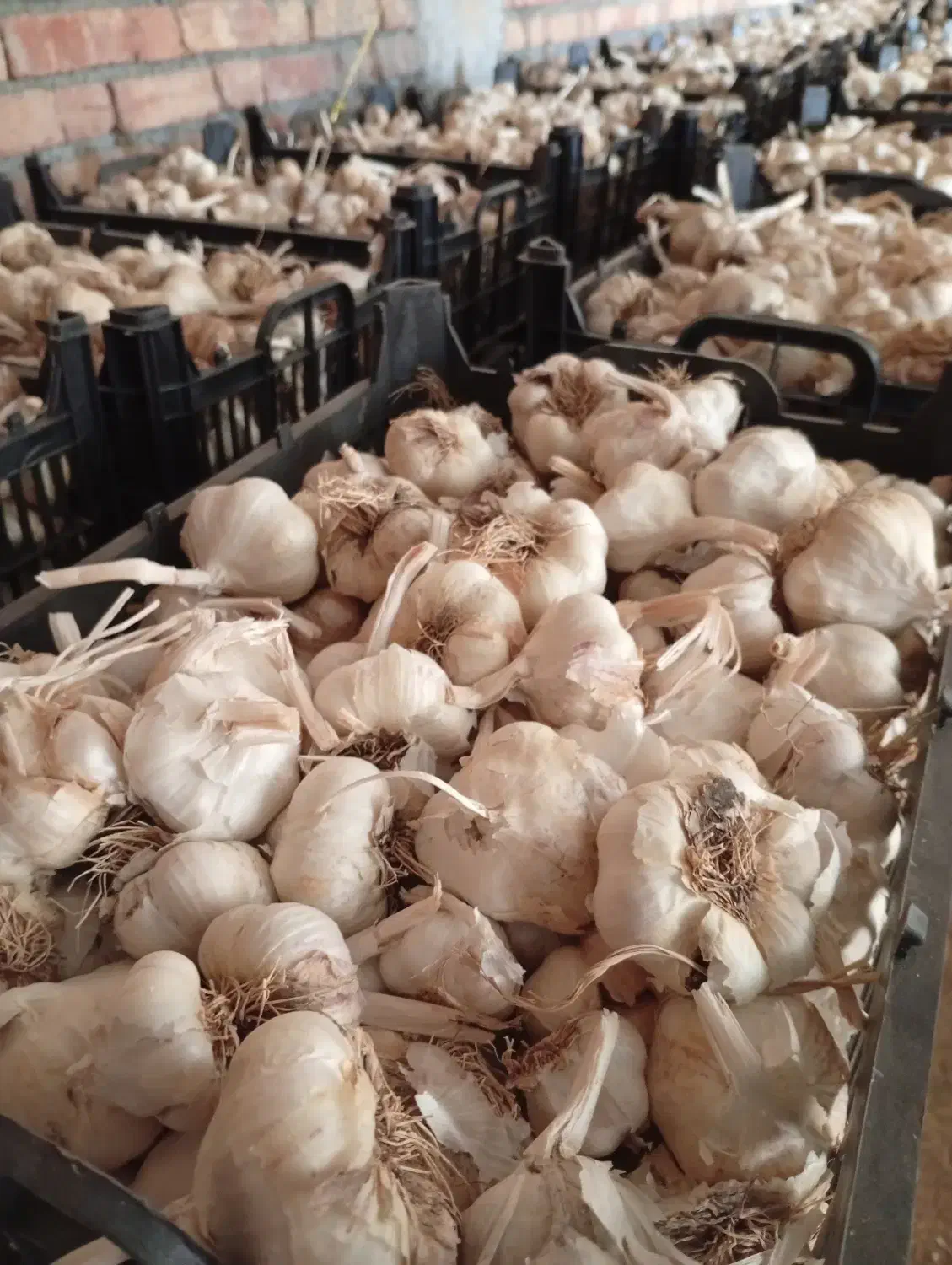 سیر درجه یک سفید|عمدهفروشی|تهران, پردیسان|دیوار