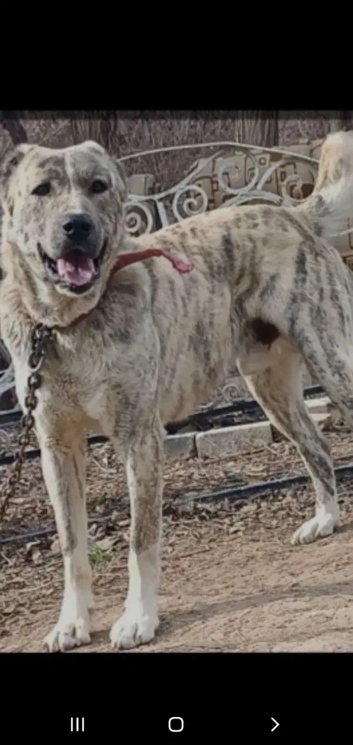 سگ خراسانی|سگ|خرم‌آباد, |دیوار