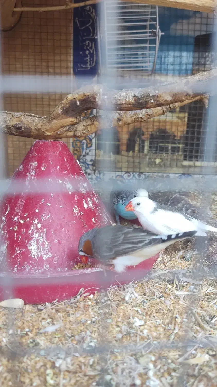 فنچ و مرغ عشق دستی|پرنده|زاهدان, |دیوار