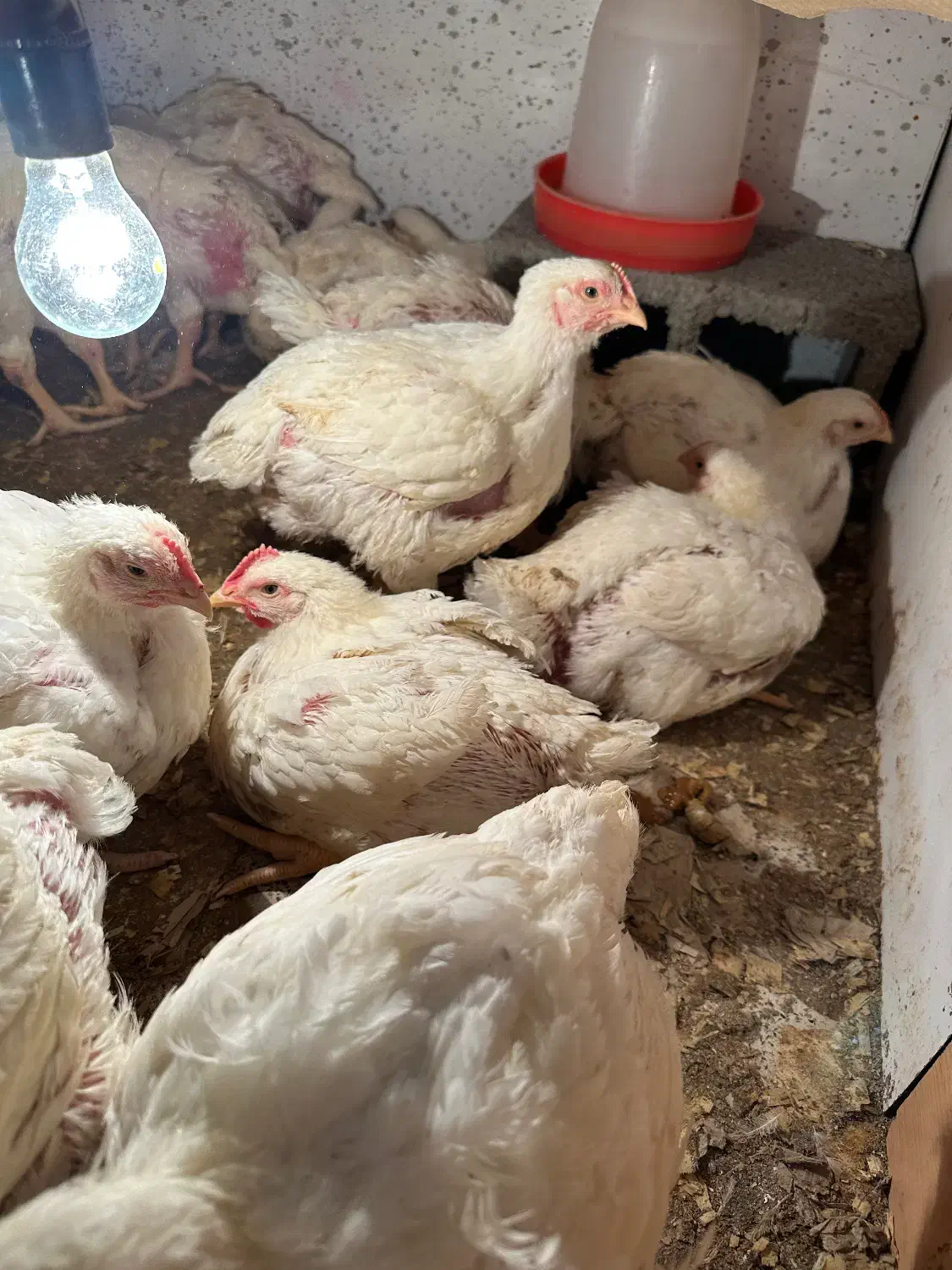 مرغ گوشتی|حیوانات مزرعه|رشت, آتشگاه|دیوار