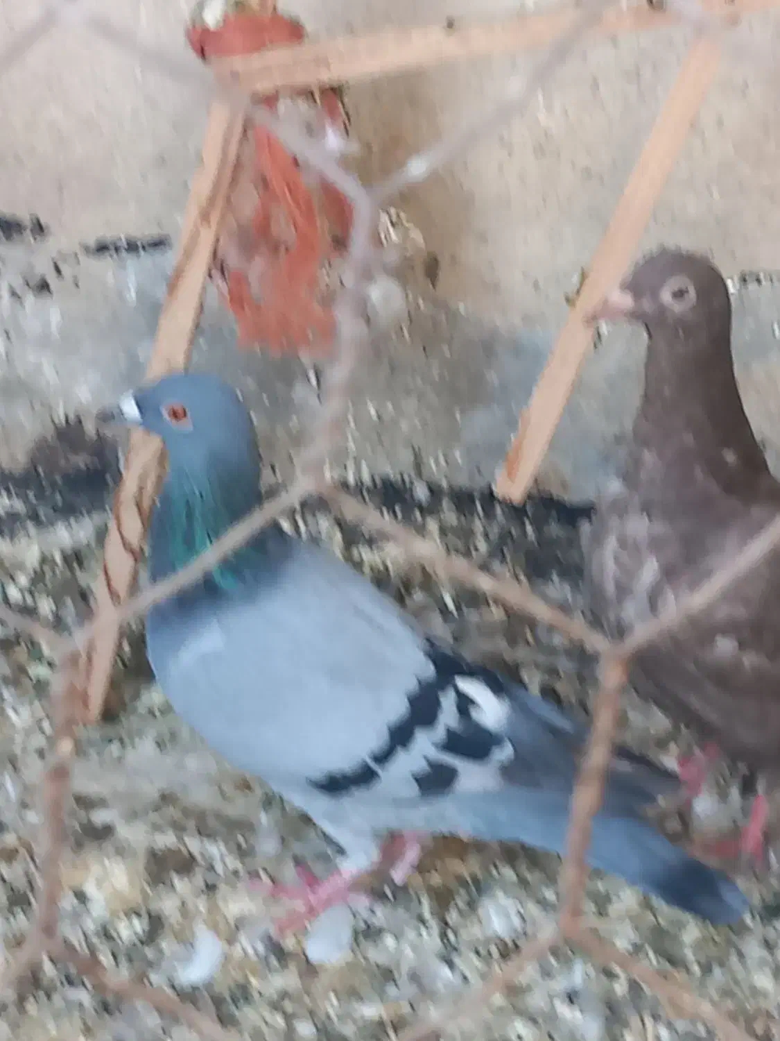 هفترنگ وکبود خطی وطوقی|پرنده|تاکستان, |دیوار