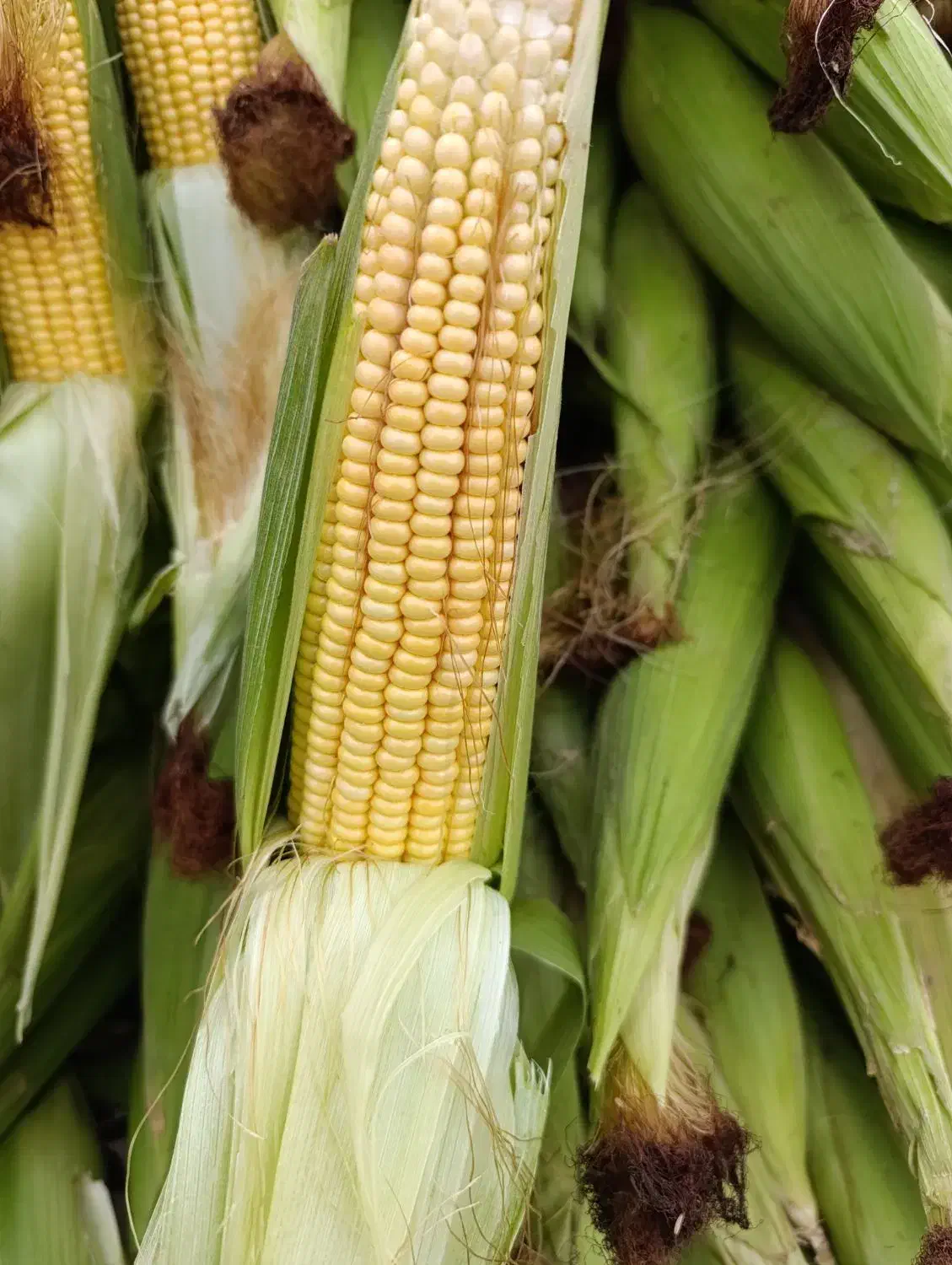 بلال شیره محلی|خوردنی و آشامیدنی|کوهدشت, |دیوار