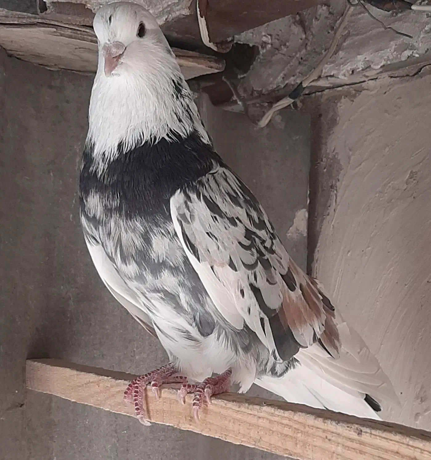 کبوترسرور|پرنده|تفرش, |دیوار