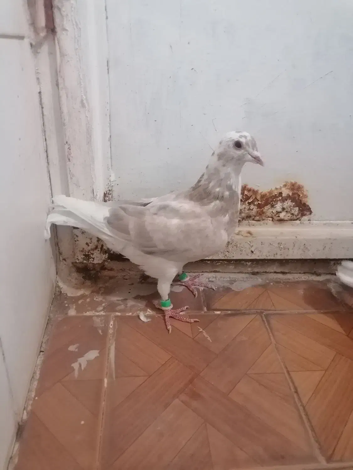 کبوتر|پرنده|رشتخوار, |دیوار