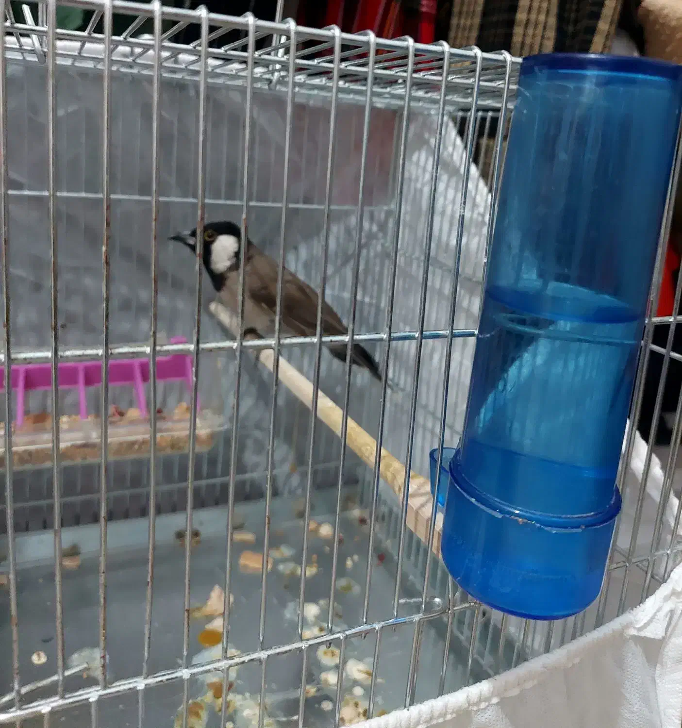 سهره|پرنده|اندیمشک, |دیوار