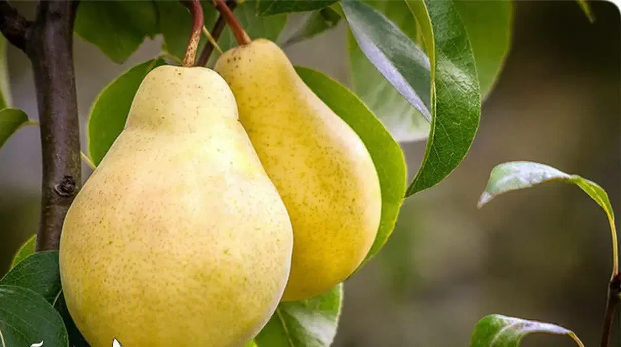 شروع پیش فروش نهال گلابی شاه میوه|خدمات باغبانی و درختکاری|ایزدشهر, |دیوار