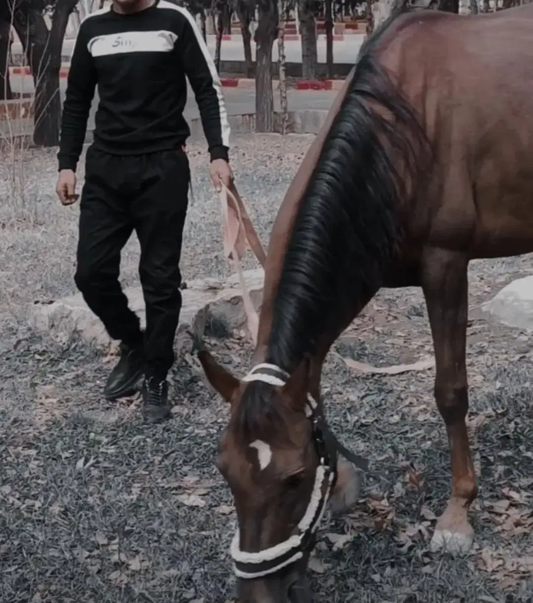 اسب مادیان (بردسیر )|اسب و تجهیزات اسبسواری|بردسیر, |دیوار