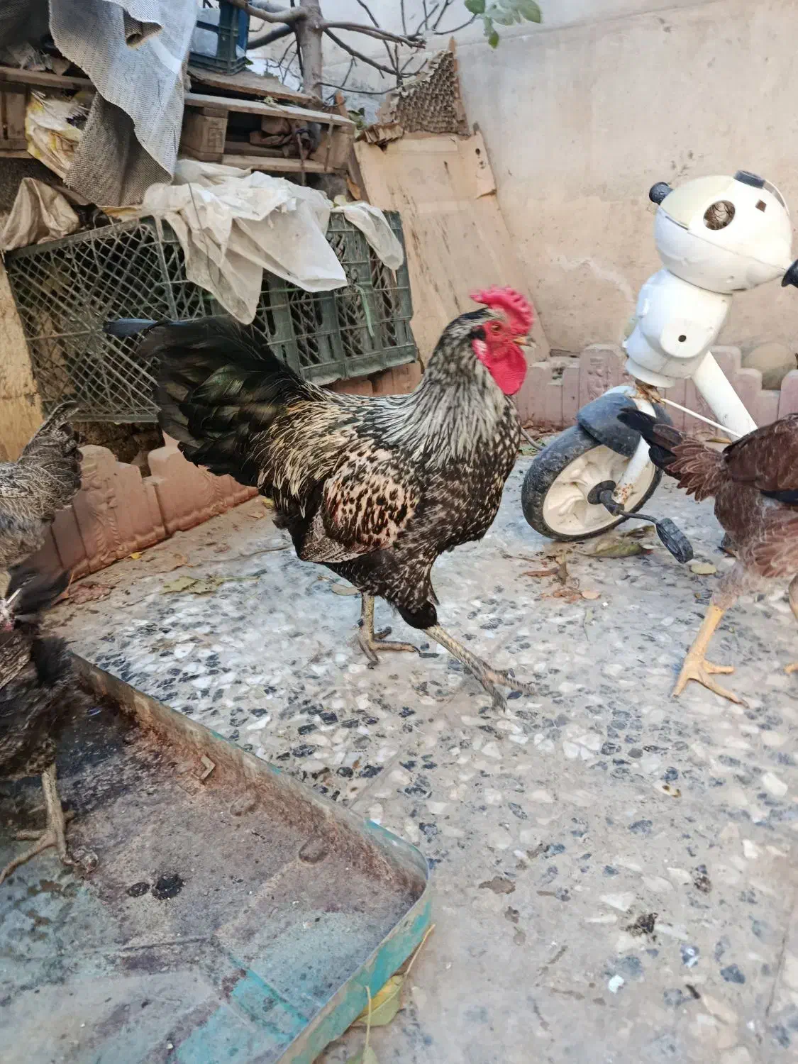 مرغ و خروس|حیوانات مزرعه|ماهدشت, |دیوار