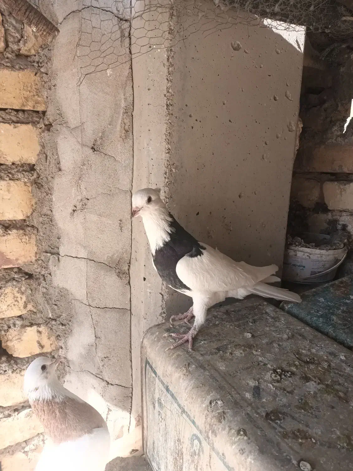 کبوترطوقی|پرنده|پیر بکران, |دیوار