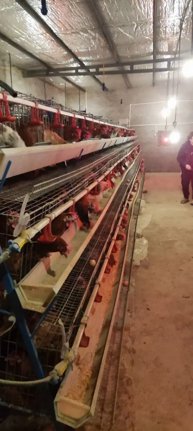 مرغ تخم گذار|حیوانات مزرعه|جوادآباد, |دیوار